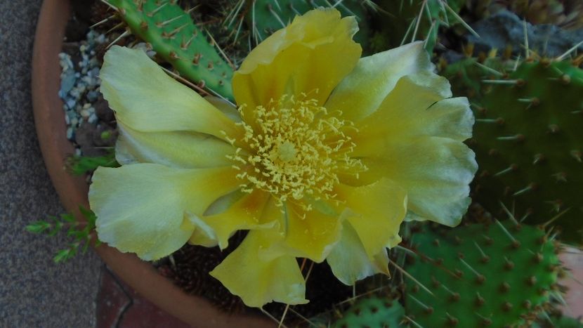 Opuntia phaeacantha - Cactusi 2020 evolutie primavara