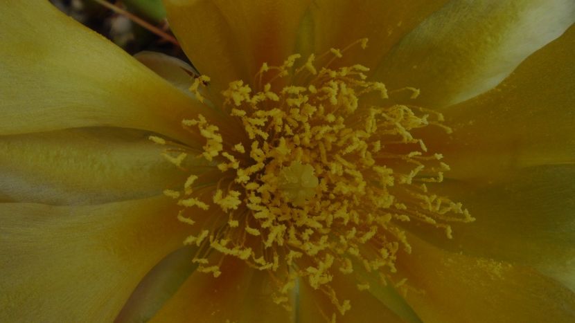 Opuntia phaeacantha - Cactusi 2020 evolutie primavara