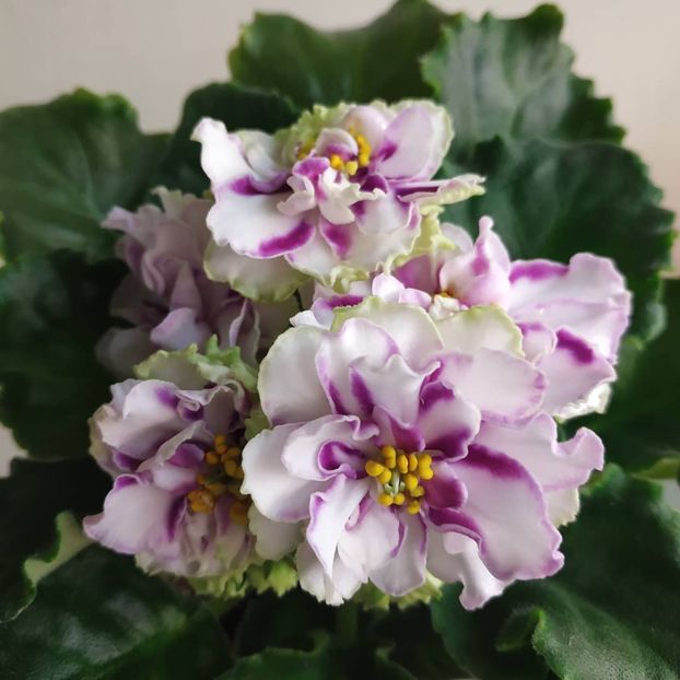  - LE Chateaux Margaux