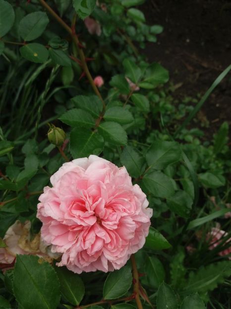  - Trandafiri 2020 G2