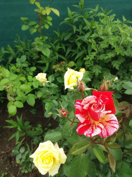  - Trandafiri 2020 G2