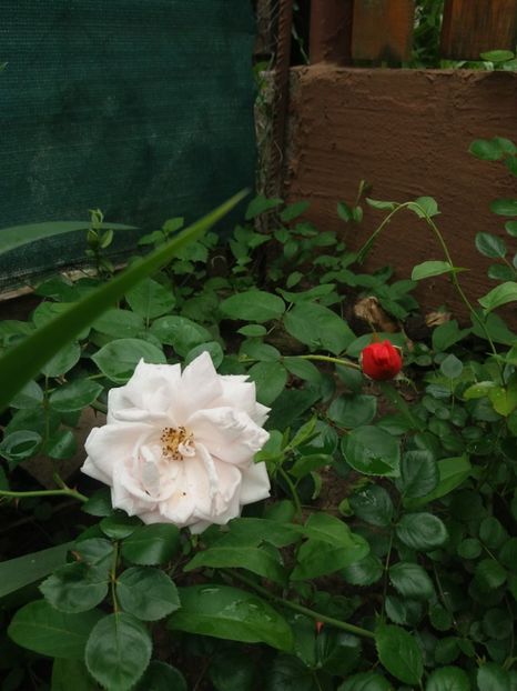  - Trandafiri 2020 G2