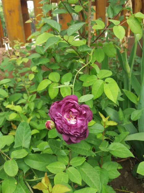  - Trandafiri 2020 G2