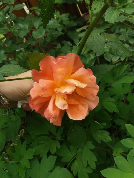  - Trandafiri 2020 G2