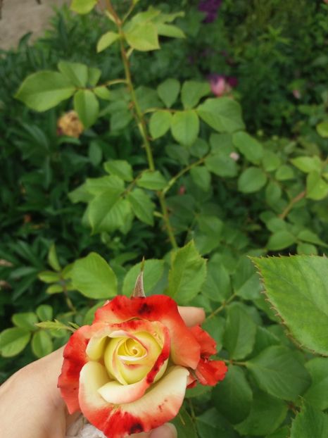  - Trandafiri 2020 G2