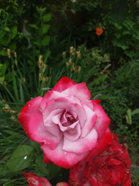  - Trandafiri 2020 G2