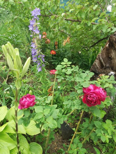  - Trandafiri 2020 G2