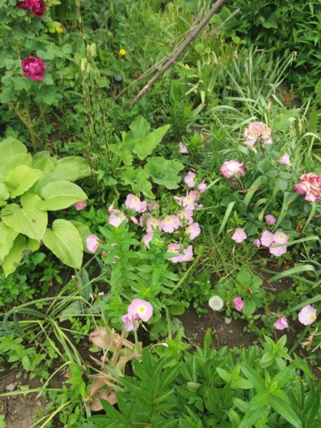  - Trandafiri 2020 G2