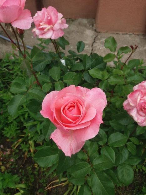  - Trandafiri 2020 G2