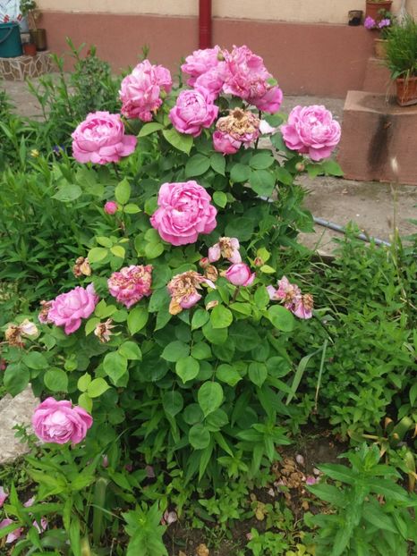  - Trandafiri 2020 G2