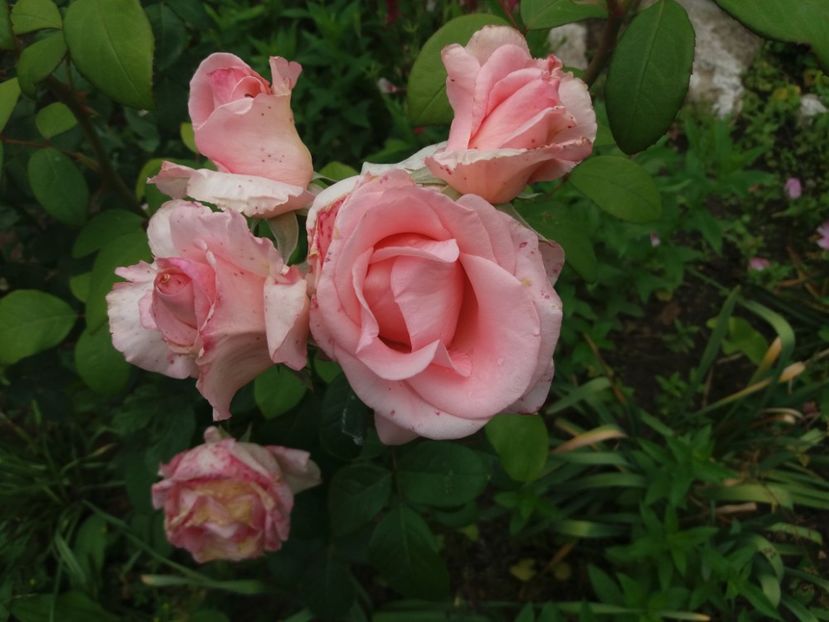  - Trandafiri 2020 G2