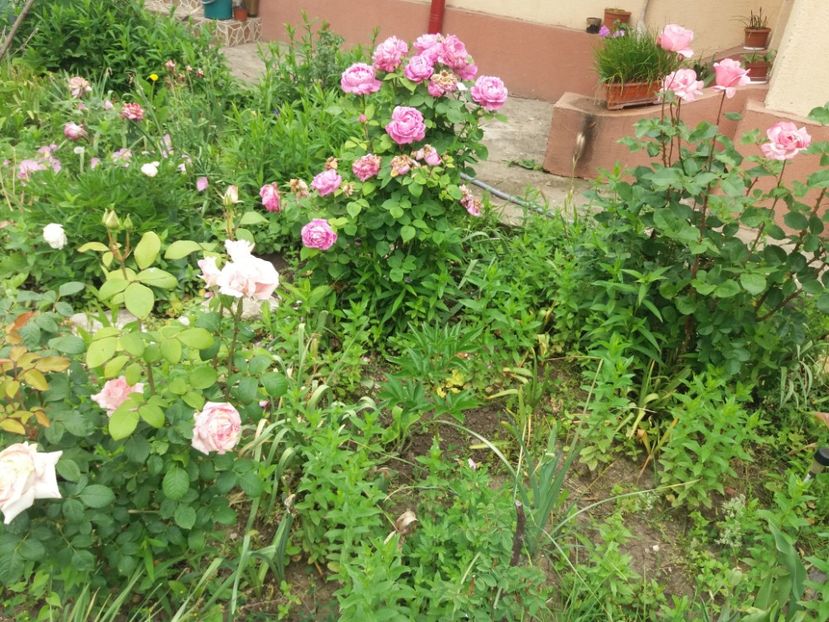  - Trandafiri 2020 G2