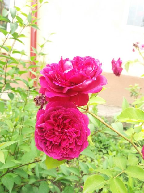  - Trandafiri 2020 G2