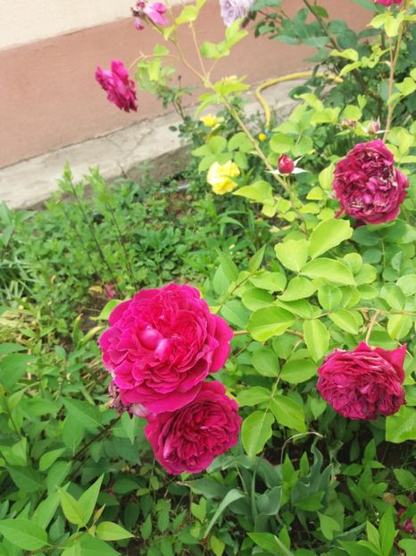  - Trandafiri 2020 G2