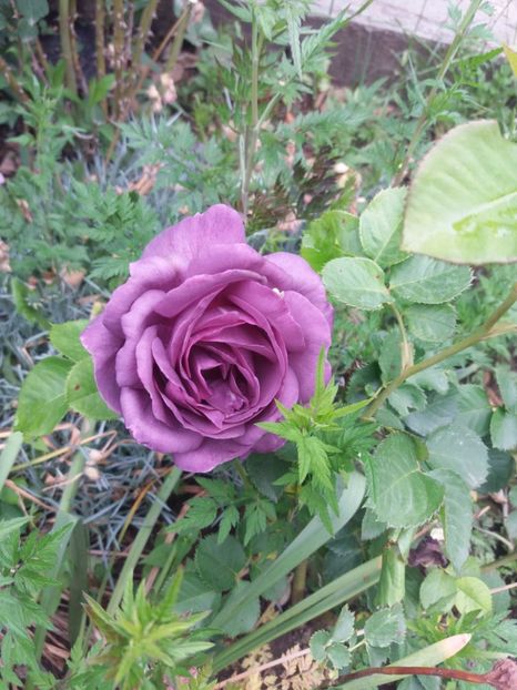  - Trandafiri 2020 G2