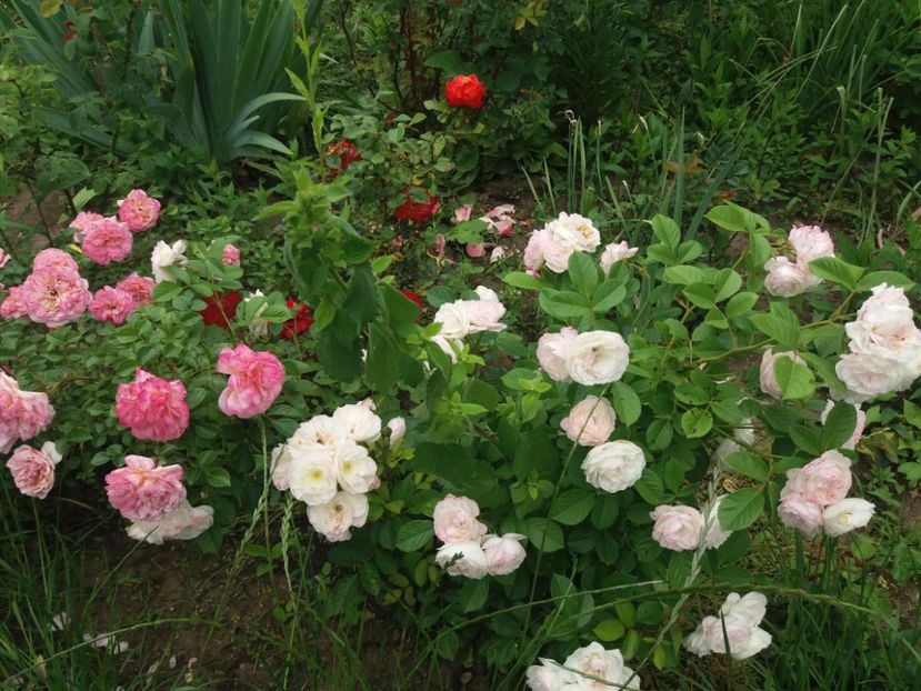  - Trandafiri 2020 G2