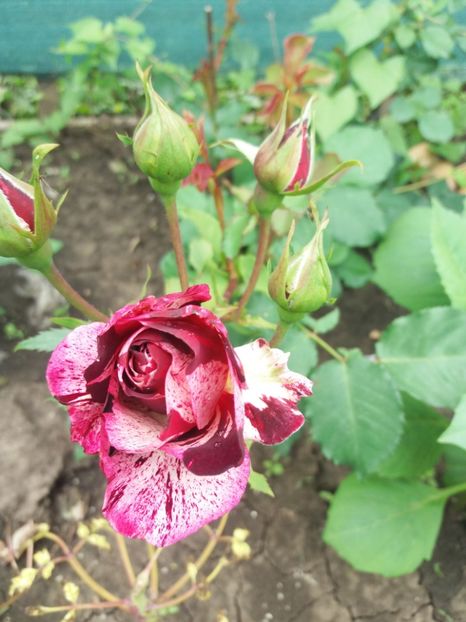  - Trandafiri 2020 G2