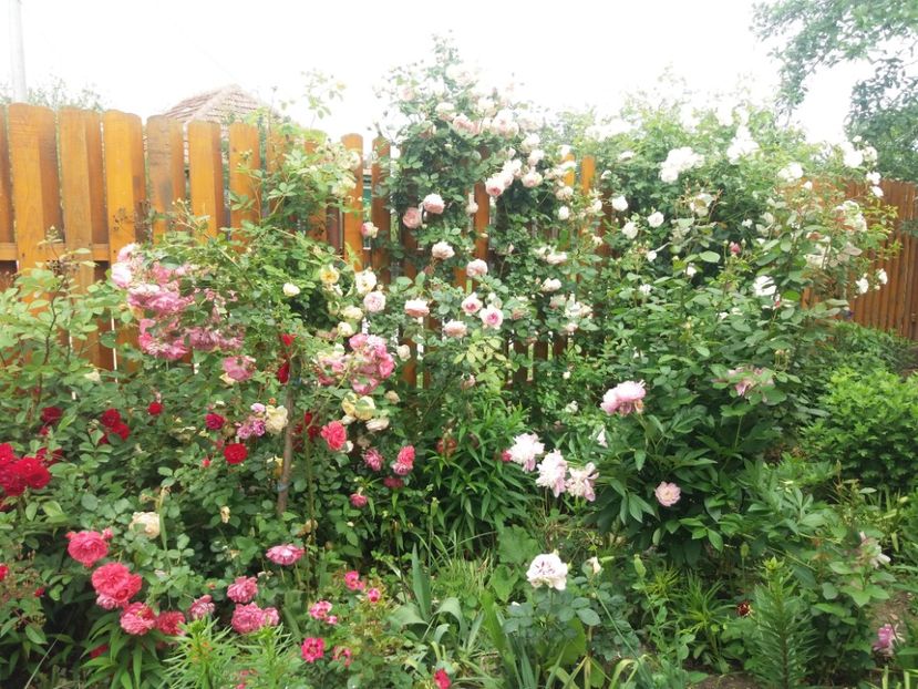  - Trandafiri 2020 G2