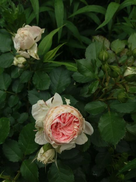  - Trandafiri 2020 G2