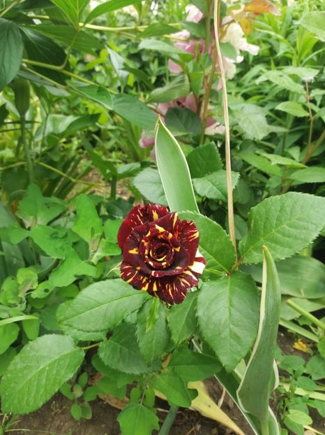  - Trandafiri 2020 G2