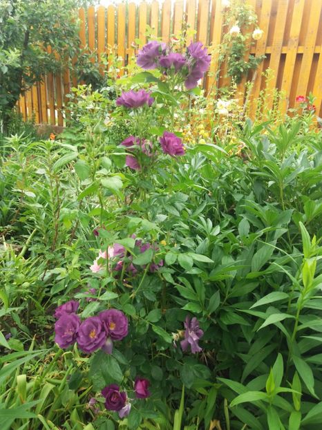  - Trandafiri 2020 G2