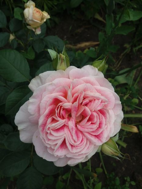  - Trandafiri 2020 G2