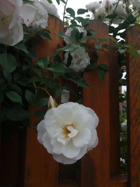  - Trandafiri 2020 G2