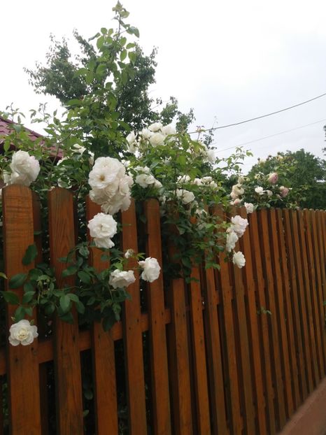  - Trandafiri 2020 G2