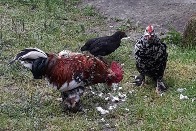 gaini pitice1 - Gainile mele pitice