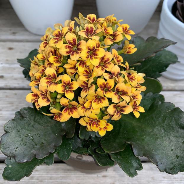  - Jurnalul gradinii 2020