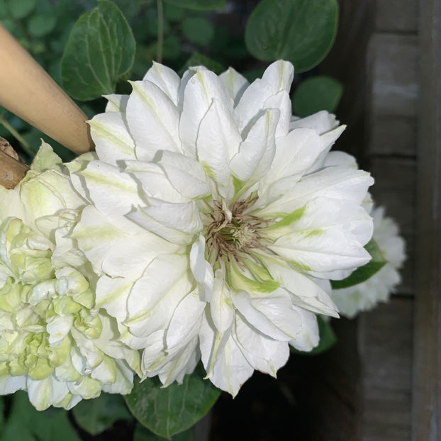  - Jurnalul gradinii 2020