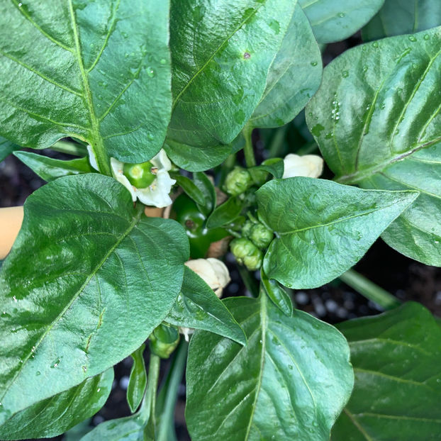  - Jurnalul gradinii 2020