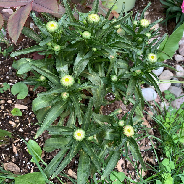  - Jurnalul gradinii 2020