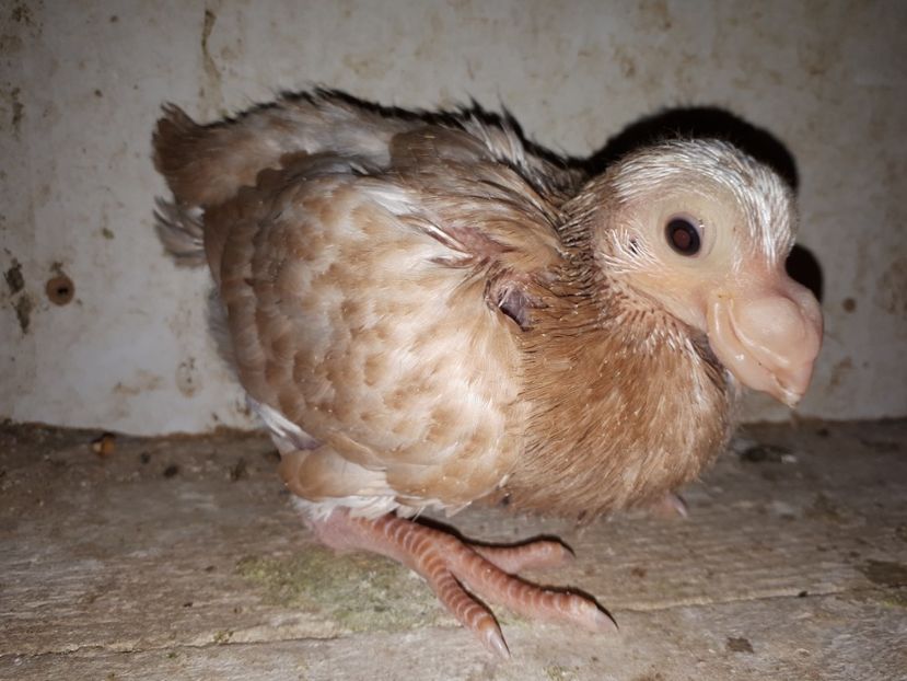 Vindut - J2 _ tineret 2020