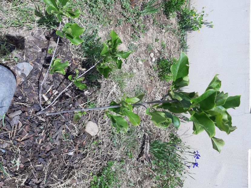 Magnolia March till frost - 2020 in gradina
