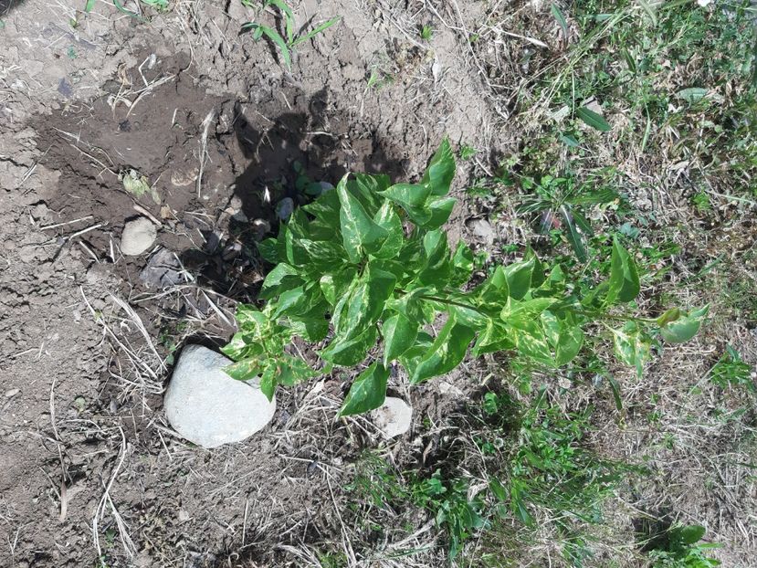 Liliac variegat - 2020 in gradina
