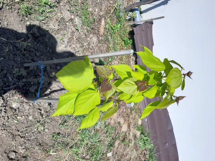 Catalpa aurie - 2020 in gradina