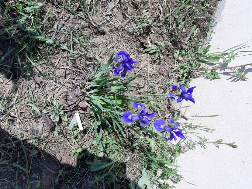 Iris siberian - 2020 in gradina