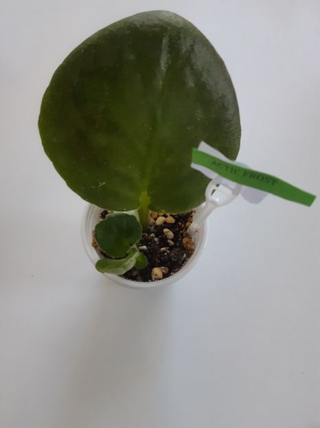 31 mai - Arctic Frost