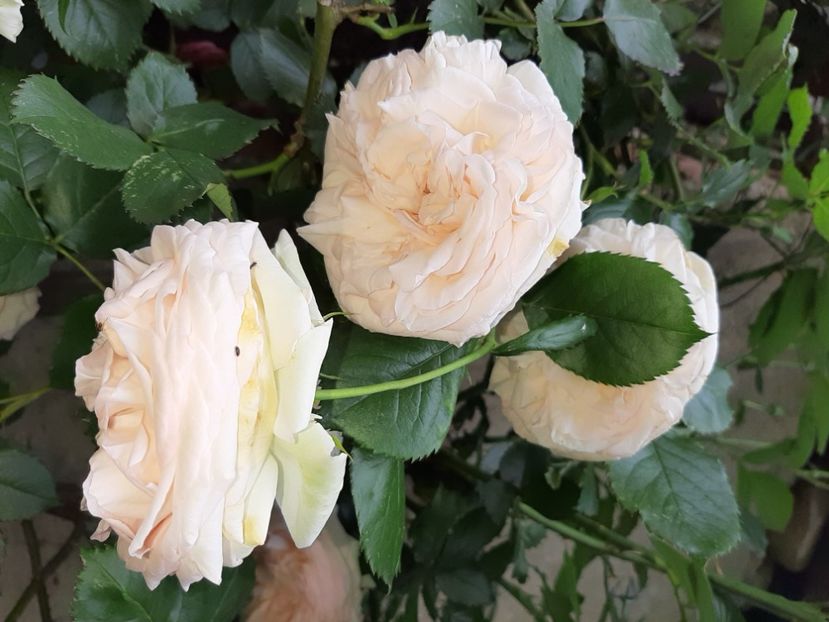  - La țară în mai 2020