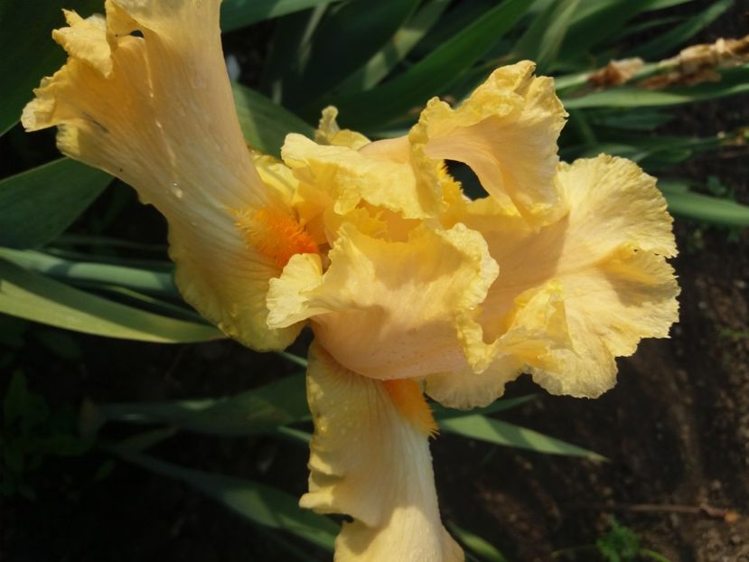  - Irisi infloriti in 2020