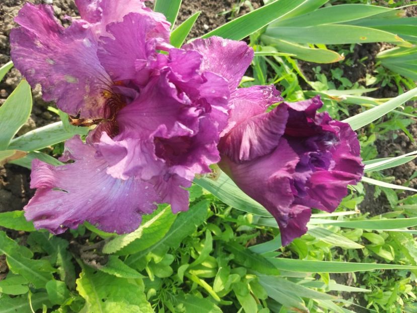  - Irisi infloriti in 2020