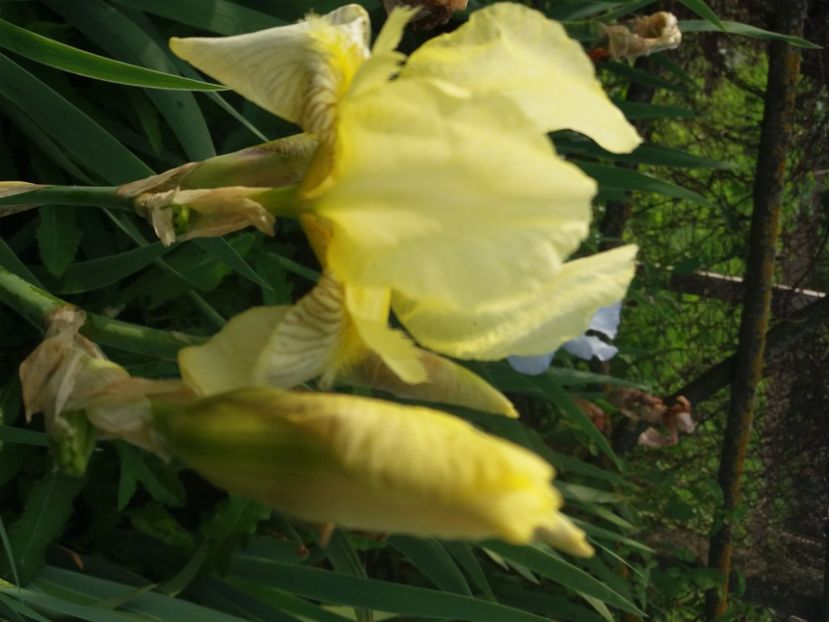  - Irisi infloriti in 2020