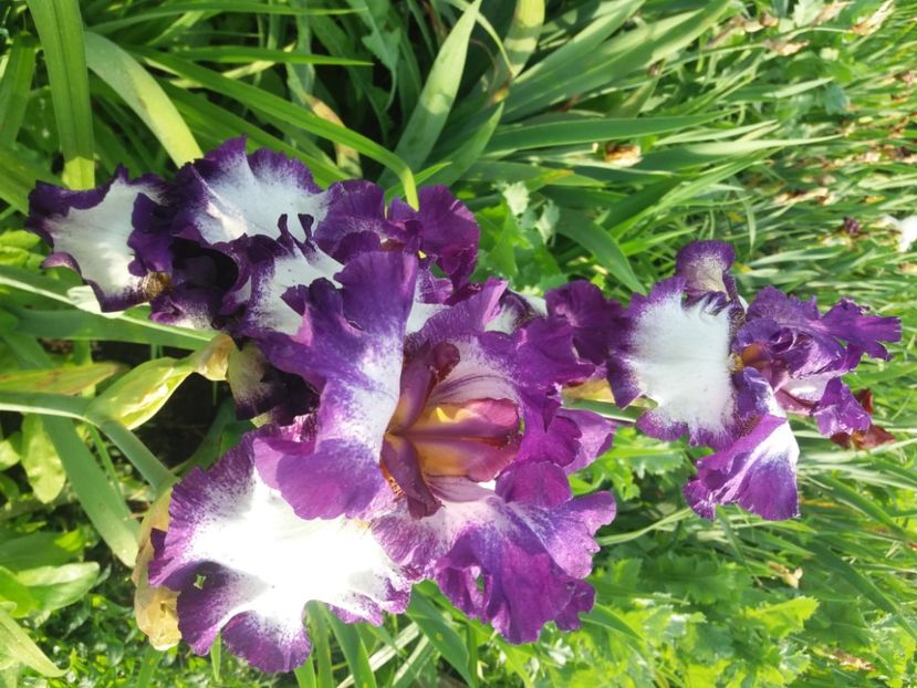  - Irisi infloriti in 2020