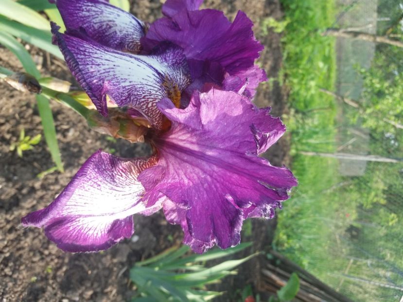  - Irisi infloriti in 2020