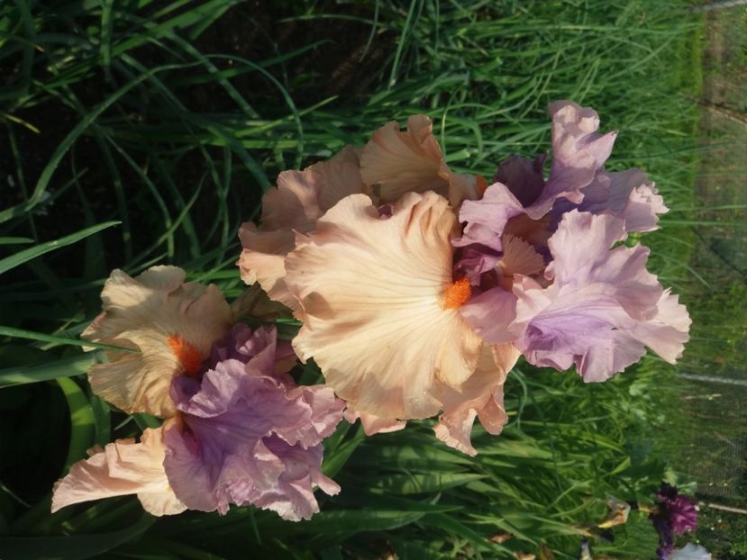  - Irisi infloriti in 2020