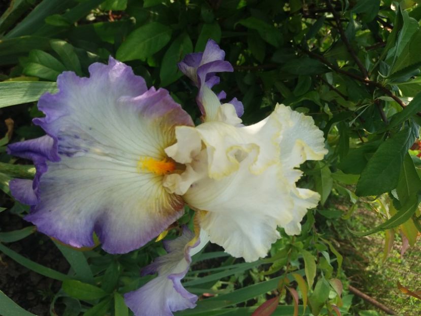  - Irisi infloriti in 2020