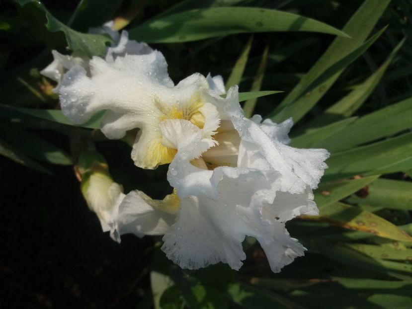  - Irisi infloriti in 2020