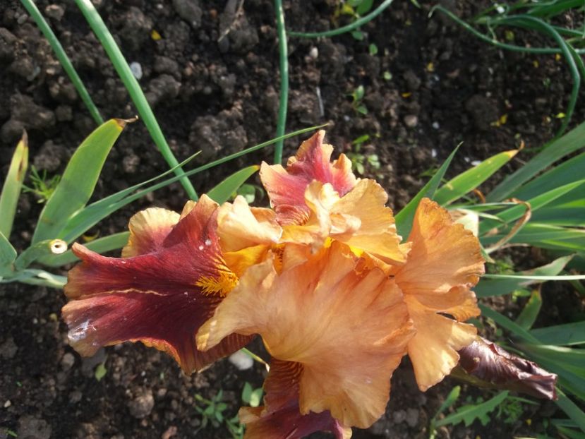  - Irisi infloriti in 2020