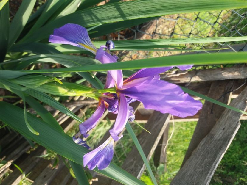  - Irisi infloriti in 2020